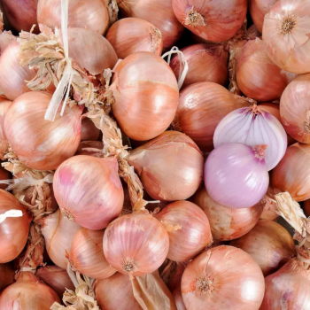 OIGNON ROSE BIO - DESCLICS PAYSAN, LE GOÛT DU BIO SOLIDAIRE PRÈS DE CHEZ VOUS