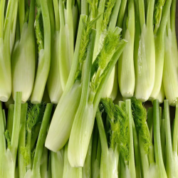 FENOUIL BIO - DESCLICS PAYSAN, LE GOÛT DU BIO SOLIDAIRE PRÈS DE CHEZ VOUS