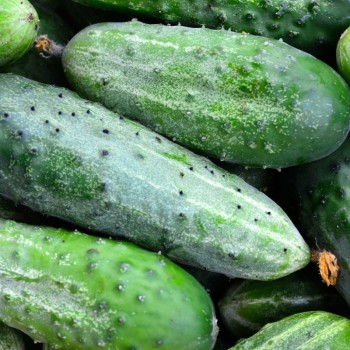CONCOMBRE BIO - DESCLICS PAYSAN, LE GOÛT DU BIO SOLIDAIRE PRÈS DE CHEZ VOUS