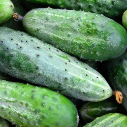 CONCOMBRE BIO - DESCLICS PAYSAN, LE GOÛT DU BIO SOLIDAIRE PRÈS DE CHEZ VOUS