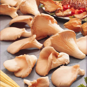 CHAMPIGNON PLEUROTE BIO - DESCLICS PAYSAN, LE GOÛT DU BIO SOLIDAIRE PRÈS DE CHEZ VOUS
