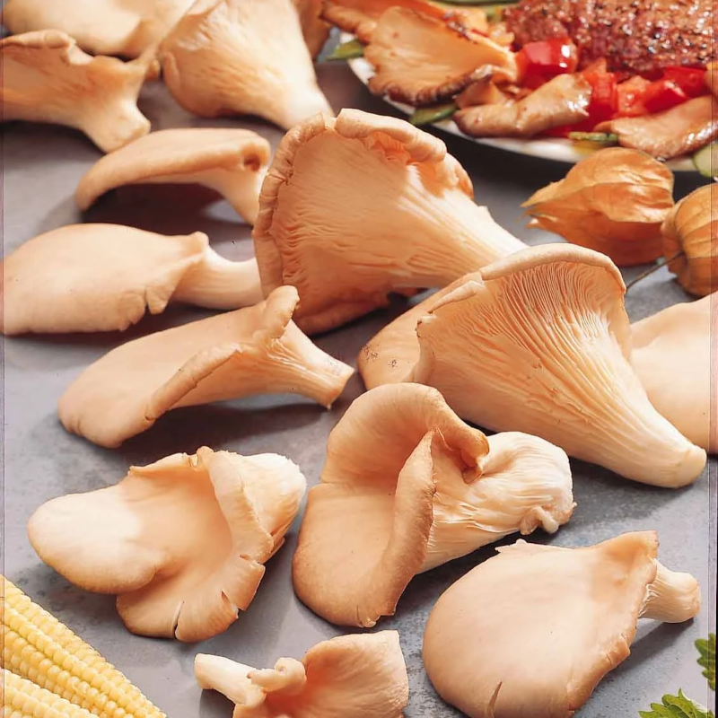 CHAMPIGNON PLEUROTE BIO - DESCLICS PAYSAN, LE GOÛT DU BIO SOLIDAIRE PRÈS DE CHEZ VOUS