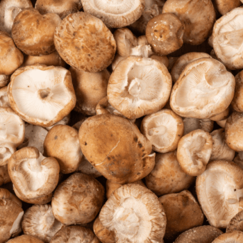 CHAMPIGNON SHIIYAKE BIO - DESCLICS PAYSAN, LE GOÛT DU BIO SOLIDAIRE PRÈS DE CHEZ VOUS