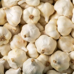 AIL BIO - DESCLICS PAYSAN, LE GOÛT DU BIO SOLIDAIRE PRÈS DE CHEZ VOUS