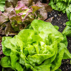 SALADE BIO - DESCLICS PAYSAN, LE GOÛT DU BIO SOLIDAIRE PRÈS DE CHEZ VOUS