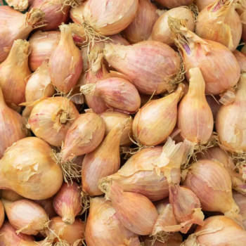 ÉCHALOTE BIO - DESCLICS PAYSAN, LE GOÛT DU BIO SOLIDAIRE PRÈS DE CHEZ VOUS