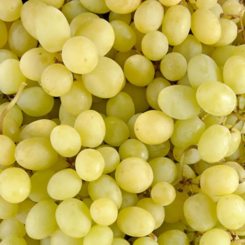 RAISIN BLANC SANS PÉPIN - DESCLICS PAYSAN, LE GOÛT DU BIO SOLIDAIRE PRÈS DE CHEZ VOUS