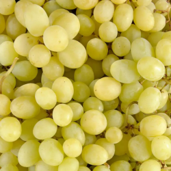 RAISIN BLANC SANS PÉPIN - DESCLICS PAYSAN, LE GOÛT DU BIO SOLIDAIRE PRÈS DE CHEZ VOUS
