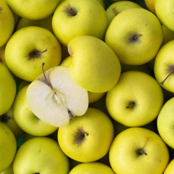 POMME GOLDEN BIO  - DESCLICS PAYSAN, LE GOÛT DU BIO SOLIDAIRE PRÈS DE CHEZ VOUS
