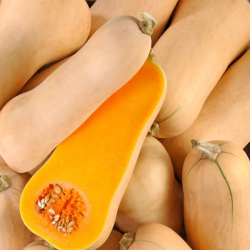 BUTTERNUT BIO - DESCLICS PAYSAN, LE GOÛT DU BIO SOLIDAIRE PRÈS DE CHEZ VOUS