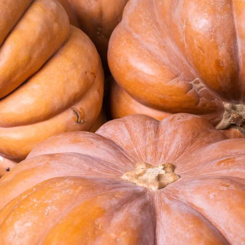 COURGE MUSCADE BIO - DESCLICS PAYSAN, LE GOÛT DU BIO SOLIDAIRE PRÈS DE CHEZ VOUS