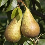 POIRE CONFÉRENCE BIO - DESCLICS PAYSAN, LE GOÛT DU BIO SOLIDAIRE PRÈS DE CHEZ VOUS