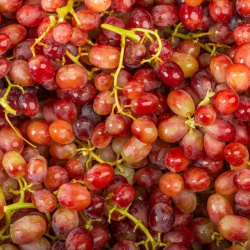 RAISIN BLANC SANS PÉPIN - DESCLICS PAYSAN, LE GOÛT DU BIO SOLIDAIRE PRÈS DE CHEZ VOUS