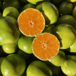 CLÉMENTINE BIO - DESCLICS PAYSAN, LE GOÛT DU BIO SOLIDAIRE PRÈS DE CHEZ VOUS