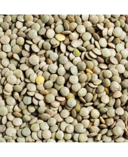 2KG LENTILLE VERTE BIO - DESCLICS PAYSAN, LE GOÛT DU BIO SOLIDAIRE PRÈS DE CHEZ VOUS 2KG LENTILLE VERTE BIO - DESCLICS PAYSAN, LE GOÛT DU BIO SOLIDAIRE PRÈS DE CHEZ VOUS