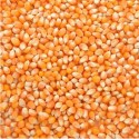MAÏS À POP CORN BIO - DESCLICS PAYSAN, LE GOÛT DU BIO SOLIDAIRE PRÈS DE CHEZ VOUS
