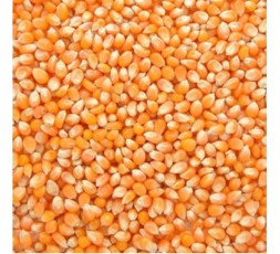 MAÏS À POP CORN BIO - DESCLICS PAYSAN, LE GOÛT DU BIO SOLIDAIRE PRÈS DE CHEZ VOUS