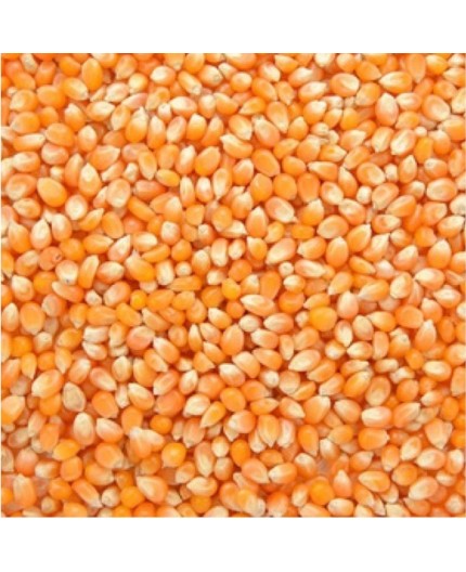 MAÏS À POP CORN BIO - DESCLICS PAYSAN, LE GOÛT DU BIO SOLIDAIRE PRÈS DE CHEZ VOUS MAÏS À POP CORN BIO - DESCLICS PAYSAN, LE GOÛT DU BIO SOLIDAIRE PRÈS DE CHEZ VOUS