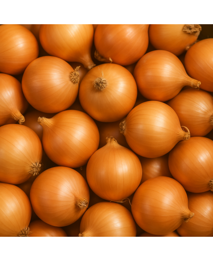 OIGNON JAUNE BIO - DESCLICS PAYSAN, LE GOÛT DU BIO SOLIDAIRE PRÈS DE CHEZ VOUS OIGNON JAUNE BIO - DESCLICS PAYSAN, LE GOÛT DU BIO SOLIDAIRE PRÈS DE CHEZ VOUS