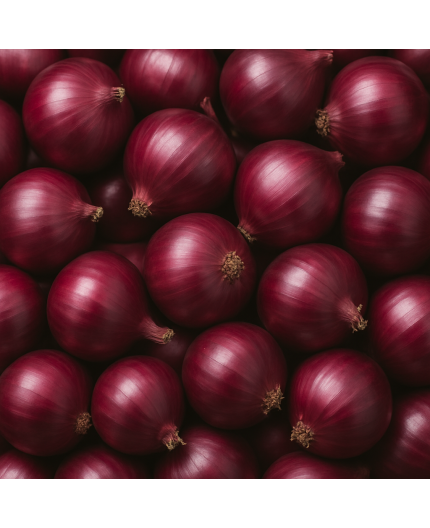 OIGNON ROUGE BIO - DESCLICS PAYSAN, LE GOÛT DU BIO SOLIDAIRE PRÈS DE CHEZ VOUS OIGNON ROUGE BIO - DESCLICS PAYSAN, LE GOÛT DU BIO SOLIDAIRE PRÈS DE CHEZ VOUS