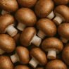 CHAMPIGNON DE PARIS BIO - DESCLICS PAYSAN, LE GOÛT DU BIO SOLIDAIRE PRÈS DE CHEZ VOUS