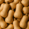 BUTTERNUT BIO - DESCLICS PAYSAN, LE GOÛT DU BIO SOLIDAIRE PRÈS DE CHEZ VOUS