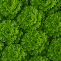 SALADE BIO - DESCLICS PAYSAN, LE GOÛT DU BIO SOLIDAIRE PRÈS DE CHEZ VOUS