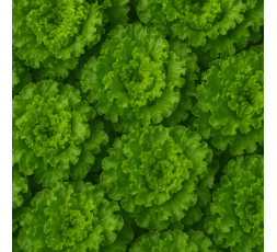 SALADE BIO - DESCLICS PAYSAN, LE GOÛT DU BIO SOLIDAIRE PRÈS DE CHEZ VOUS