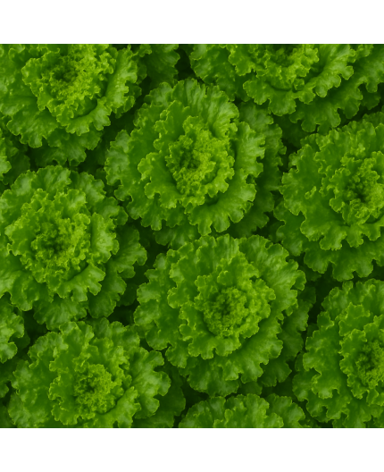 SALADE BIO - DESCLICS PAYSAN, LE GOÛT DU BIO SOLIDAIRE PRÈS DE CHEZ VOUS SALADE BIO - DESCLICS PAYSAN, LE GOÛT DU BIO SOLIDAIRE PRÈS DE CHEZ VOUS