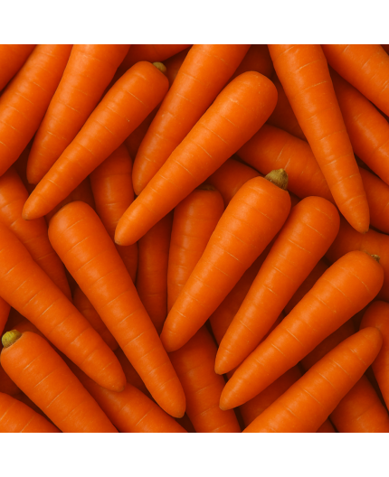 CAROTTE BIO - DESCLICS PAYSAN, LE GOÛT DU BIO SOLIDAIRE PRÈS DE CHEZ VOUS CAROTTE BIO - DESCLICS PAYSAN, LE GOÛT DU BIO SOLIDAIRE PRÈS DE CHEZ VOUS