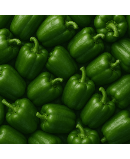 POIVRON VERT BIO - DESCLICS PAYSAN, LE GOÛT DU BIO SOLIDAIRE PRÈS DE CHEZ VOUS POIVRON VERT BIO - DESCLICS PAYSAN, LE GOÛT DU BIO SOLIDAIRE PRÈS DE CHEZ VOUS