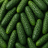 CONCOMBRE BIO - DESCLICS PAYSAN, LE GOÛT DU BIO SOLIDAIRE PRÈS DE CHEZ VOUS
