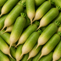 RADIS GREEN MEAT BIO - DESCLICS PAYSAN, LE GOÛT DU BIO SOLIDAIRE PRÈS DE CHEZ VOUS