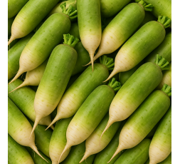 RADIS GREEN MEAT BIO - DESCLICS PAYSAN, LE GOÛT DU BIO SOLIDAIRE PRÈS DE CHEZ VOUS