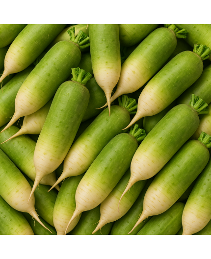 RADIS GREEN MEAT BIO - DESCLICS PAYSAN, LE GOÛT DU BIO SOLIDAIRE PRÈS DE CHEZ VOUS RADIS GREEN MEAT BIO - DESCLICS PAYSAN, LE GOÛT DU BIO SOLIDAIRE PRÈS DE CHEZ VOUS
