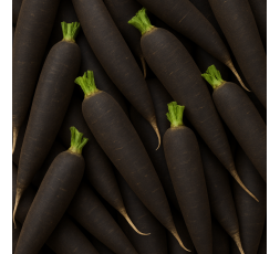 RADIS NOIR BIO - DESCLICS PAYSAN, LE GOÛT DU BIO SOLIDAIRE PRÈS DE CHEZ VOUS