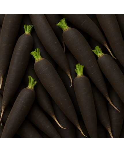 RADIS NOIR BIO - DESCLICS PAYSAN, LE GOÛT DU BIO SOLIDAIRE PRÈS DE CHEZ VOUS