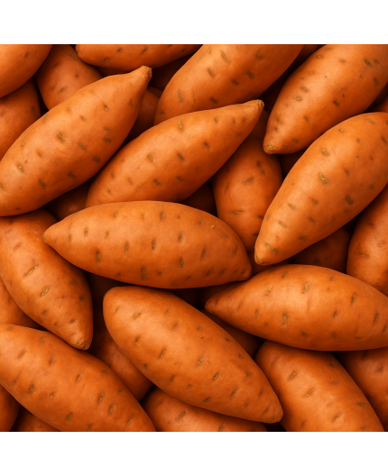 PATATE DOUCE ROSE BIO - DESCLICS PAYSAN, LE GOÛT DU BIO SOLIDAIRE PRÈS DE CHEZ VOUS PATATE DOUCE ROSE BIO - DESCLICS PAYSAN, LE GOÛT DU BIO SOLIDAIRE PRÈS DE CHEZ VOUS