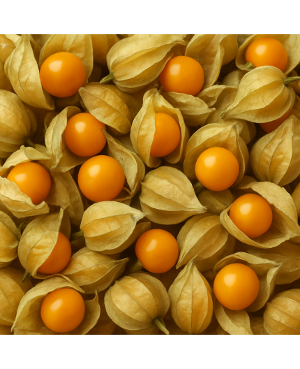 PHYSALIS BIO - DESCLICS PAYSAN, LE GOÛT DU BIO SOLIDAIRE PRÈS DE CHEZ VOUS PHYSALIS BIO - DESCLICS PAYSAN, LE GOÛT DU BIO SOLIDAIRE PRÈS DE CHEZ VOUS