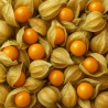 PHYSALIS BIO - DESCLICS PAYSAN, LE GOÛT DU BIO SOLIDAIRE PRÈS DE CHEZ VOUS