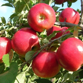 POMME CRIMSON CRISP - DESCLICS PAYSAN, LE GOÛT DU BIO SOLIDAIRE PRÈS DE CHEZ VOUS