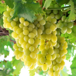 RAISIN BLANC ITALIA BIO - DESCLICS PAYSAN, LE GOÛT DU BIO SOLIDAIRE PRÈS DE CHEZ VOUS