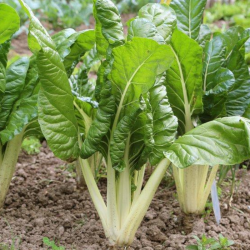 BLETTE BIO - DESCLICS PAYSAN, LE GOÛT DU BIO SOLIDAIRE PRÈS DE CHEZ VOUS