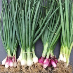 OIGNON BOTTE LOCAL - DESCLICS PAYSAN, LE GOÛT DU BIO SOLIDAIRE PRÈS DE CHEZ VOUS