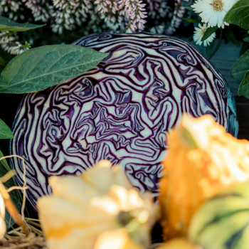 CHOU ROUGE BIO - DESCLICS PAYSAN, LE GOÛT DU BIO SOLIDAIRE PRÈS DE CHEZ VOUS