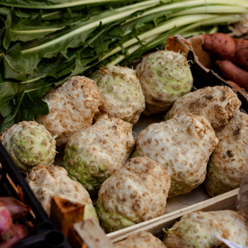 CÉLERI RAVE BIO - DESCLICS PAYSAN, LE GOÛT DU BIO SOLIDAIRE PRÈS DE CHEZ VOUS