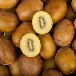 KIWI JAUNE BIO - DESCLICS PAYSAN, LE GOÛT DU BIO SOLIDAIRE PRÈS DE CHEZ VOUS
