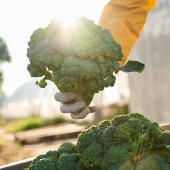 BROCOLI BIO - DESCLICS PAYSAN, LE GOÛT DU BIO SOLIDAIRE PRÈS DE CHEZ VOUS