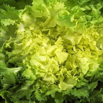 SCAROLE BIO - DESCLICS PAYSAN, LE GOÛT DU BIO SOLIDAIRE PRÈS DE CHEZ VOUS