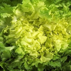 SCAROLE BIO - DESCLICS PAYSAN, LE GOÛT DU BIO SOLIDAIRE PRÈS DE CHEZ VOUS